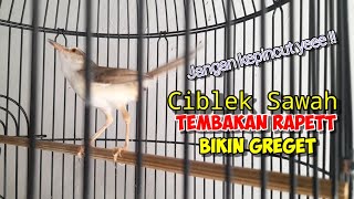 Siapa Sangka Burung Sawah Bisa kaya Begini. Pantas Saja Banyak Yang mikat sampai habis #cibleksawah