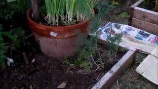 June 25 Vegetable Garden Update