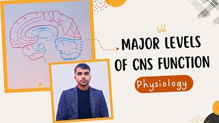 Major levels of CNS function physiology