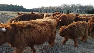 Luty 2018 Highland Cattle - Szkocie Krowy. Vlog z farmy #3