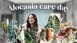 Alocasia Care Day! Propagating, Repots, Corm Digging & Flushing