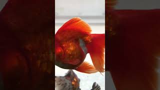 Exotic goldfishes #shortsyt #fish #shubunkingoldfish #oranda #goldfishmemory #goldfish #aquarium