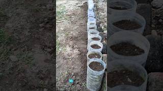 Tanam caisim di botol plastik bekas. #gardening #farming