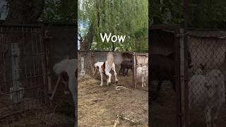 Конь психует 😱😱😱#ферма #myfarm #кони #лошади #пони #pony