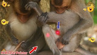 Monkey video  Prank monkey #funny #monkey #monkeyvideo #animals #funnyanimal #monkeyshow #animals