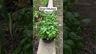 👍 Grow basil on the budget #garden #kitchengarden #growyourownfood #basil #kitchengardenideas