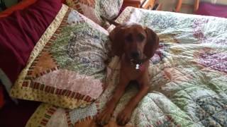 Redbone Coonhound puppy baying