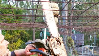 How to Remove a Stuck Pumpkin from a Trellis #Shorts