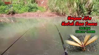 LUAR BIASA..!! Mancing Pake Umpan Laron Lihat Hasilnya Banyak sambaran