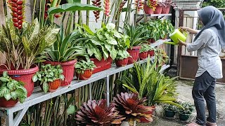 Episcia Dan Tradescantia Liar Jadi Tanaman Tempel Yang Cantik