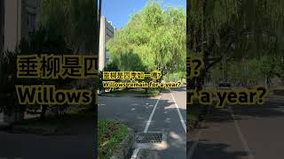 這棵垂柳在我的印象中是四季如一呢！？This weeping willow remains the same for a year!? #柳樹 #willow #臺大 #ntuofficial