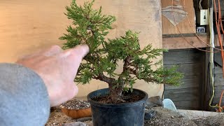 Juniper Bonsai Repot & Spring Trim On Collected Norway Maple