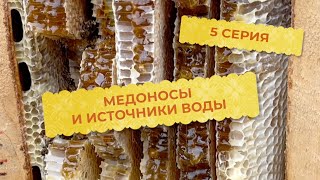 5 серия. Медоносная база вашего участка и источники воды.