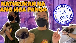 PUPPIES UPDATE // VACCINE DAY! (malapit na silang umalis!!) || Shang Ragasa