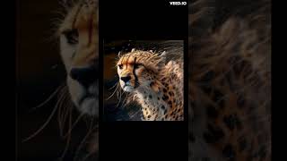 The Fastest Land Animal - The Cheetah #shors a book in description