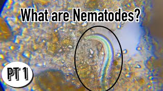 The Function of Microbes_ Nematodes / Organic Farming Education Using The Soil Food Web