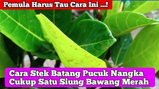 Tips Pemula || Cara Stek Nangka di Pot cukup dengan bawang merah saja