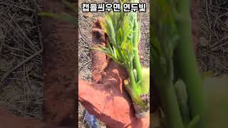 참두릅 수확하는 날 캡을 씌우면 연두빛 캡을 안쓱우면 붉은빛 #참두릅 #가시두릅