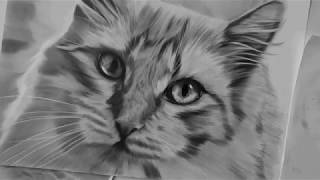 Speed Drawing Gato 05