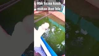 PAGI PAGI KASIH MAKAN IKAN LELE || BUDIDAYA IKAN LELE DALAM KOLAM TERPAL