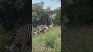 White with black stripes #zebras #kenya #masaimara