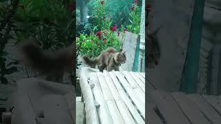 anak bulu gemoy #shorts #animals #viral #catlover