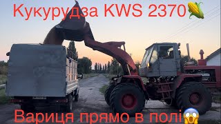 Продаємо пшеничку DSV Artist🌾 Кукурудзу 🌽 можна їсти прямо з поля😱 Спека нереальна 🌞