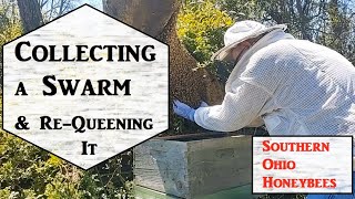 🔶 Collecting a Swarm and Re-Queening it