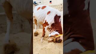 Eid special eid al adha 2024 #eid #eidspecial #cowmandi #animal #pets