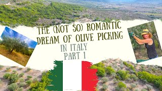 Dreams of Olive picking In Ofena, Italy turned out to be more work than the romance it conjured up.