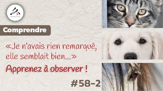 #58-2 Apprenez à repérer les signes que montre votre Chien ! Prévenir plutôt que guérir...