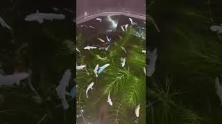 Beta female fish 🐟 ll #viral #shorts #trending #youtubeshorts #fishing #youtube