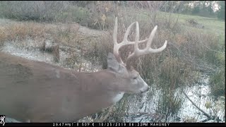 AWESOME Trail Cam VIDEO Compilation