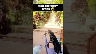 funny cats video 😂😂 #shorts #viral #catvideos