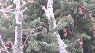 White-winged Crossbill in northern Ontario