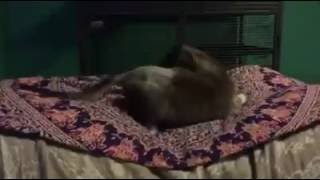 Rescued Cat Playing