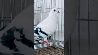 fancy pigeon #trending #pigeon #shorts