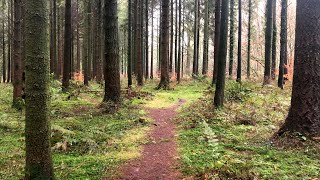 A Walk Through Longleat Forest | A Serene Winter Walk in 4K