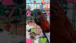 ball Porter 💝🥀#YouTube video #viral video #10 billion #trending #top #pigeon #shorts