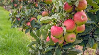 Apple picking at Fishkill farm ( NEWYORK)