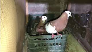 never seen before this pigeon LAL Jogiya  gandaydar kabootar breeder pair | fancy kabootar.