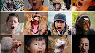 Why is Yawning Contagious?