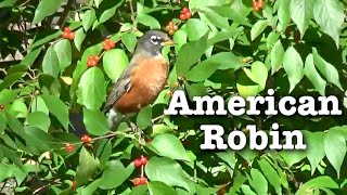 American Robin | Fast Field Guide