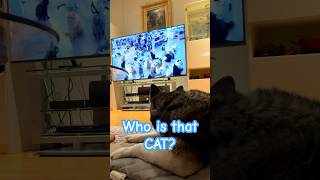 Husky watch TV Who's that CAT?  #siberianhusky #cat #dogwatchingtv