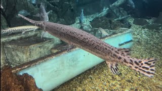 Gar Fish, Prehistoric Fish Still Alive Today!