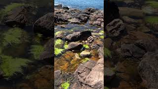 Bright tidal pool along Maine coast along Ship Harbor trail #acadia #nationalpark