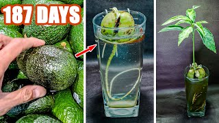 Growing Avocado Seed In Water Time Lapse (187 Days)