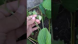 #shorts #gardening #strawberryplant #berrys #strawberry #nature #hacks