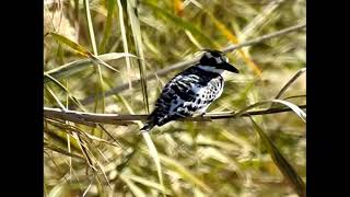 Pied kingfisher