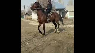 Лошади 🐎 🐴 #horse #лошади #кокпар #улак